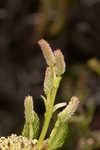 Green alder <BR>Mountain alder